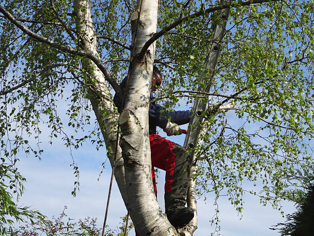 How Our Tree Care Process Works  in  Hamlin, WV