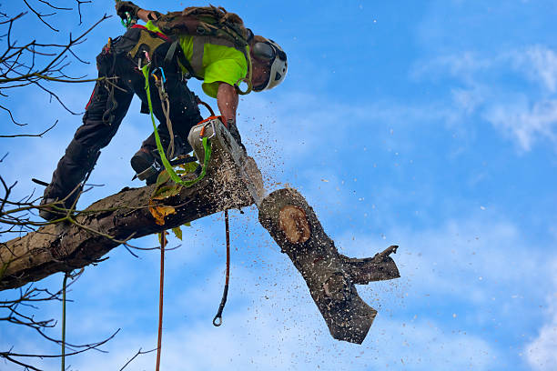 Trusted Hamlin, WV Tree Care Experts